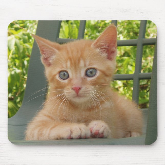 Gatinho Dax Mousepad (Frente)