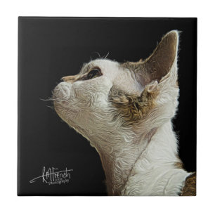 Gatinho de Devon Rex