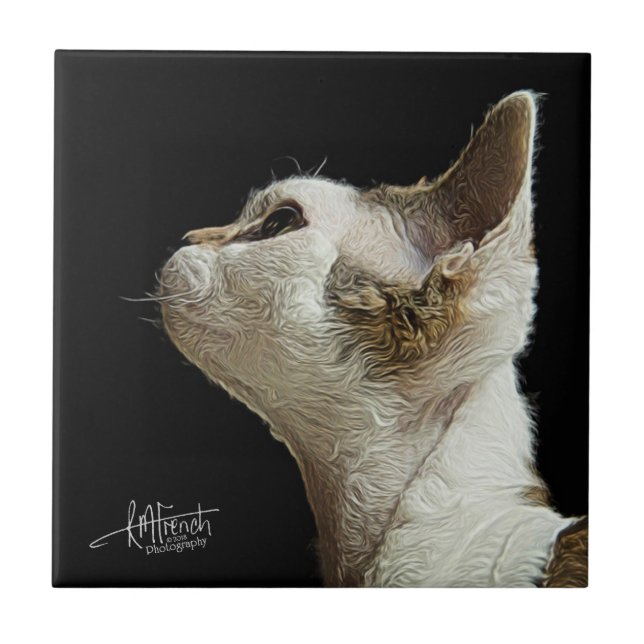 Gatinho de Devon Rex (Frente)