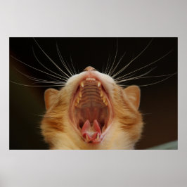 Gatinho de Gato, Poster de Foto de Gato