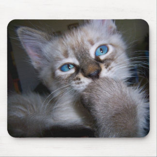 Gatinho de olhos azuis Mousepad do pensador
