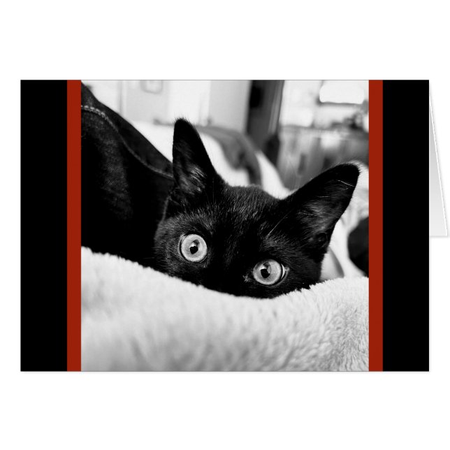 Gatinho De Olhos Grandes, Cartões De Nota De Vazio (Frente Horizontal)