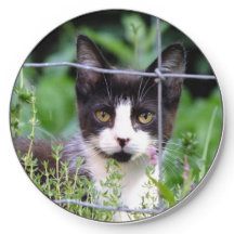 Gatinho de Tuxedo no Jardim