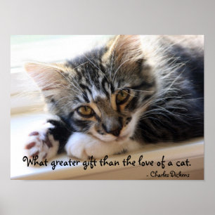 Gatinho de Zorro pelo poster da janela