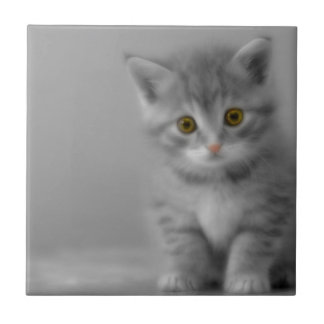 Gatinho Doce