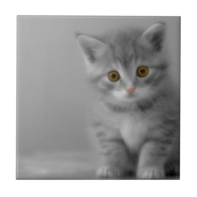 Gatinho Doce (Frente)