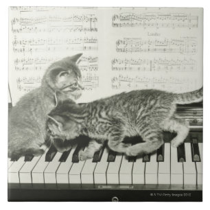 Gatinho dois que joga no teclado de piano, (B&W)