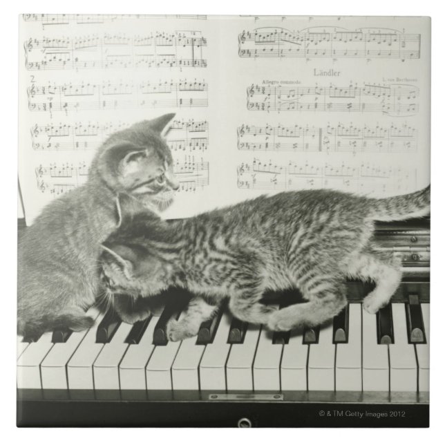 Gatinho dois que joga no teclado de piano, (B&W) (Frente)