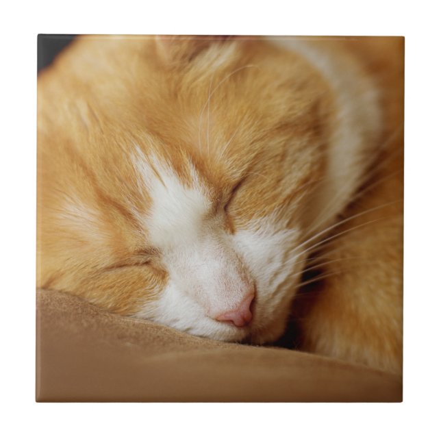 Gatinho Dormindo (Frente)