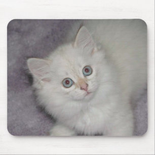 Gatinho dourado Mousepad