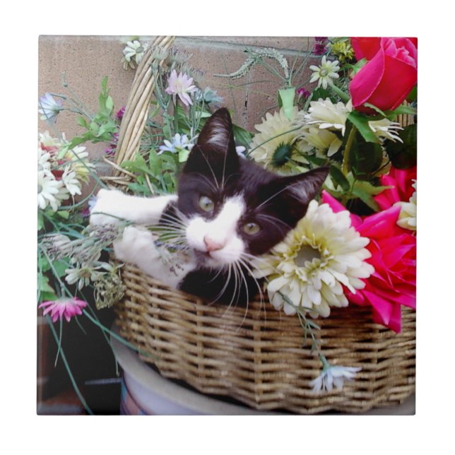 Gatinho em uma Cesta (Frente)