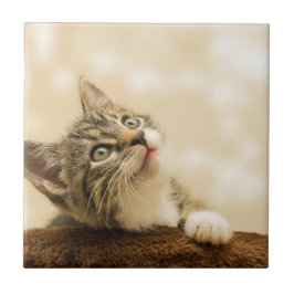 Gatinho Fofo com uma Pata Estimulada