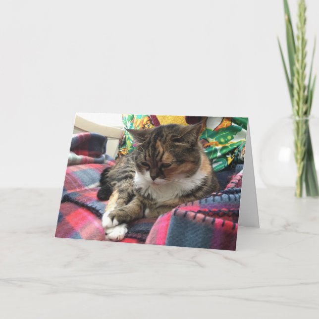 gatinho ganha bem cartão nº 2 (Frente)