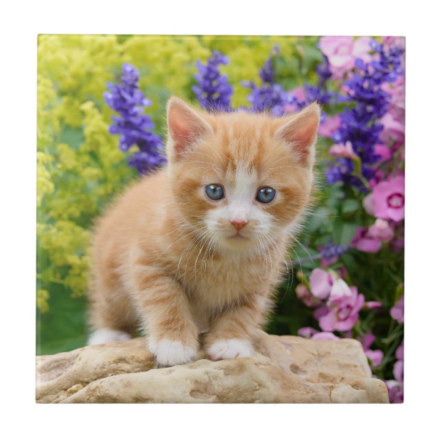Gatinho Gengibre Flauffy Ginger em Flores Foto Pet (Frente)