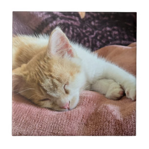 Gatinho laranja dormindo