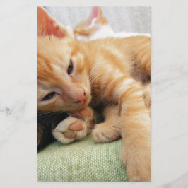 Gatinho Listrado de Tigre Fofo