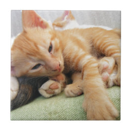 Gatinho Listrado de Tigre Fofo