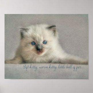 Gatinho macio, Ragdoll kitten poster