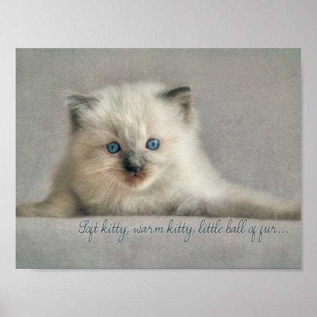 Gatinho macio, Ragdoll kitten poster (Frente)