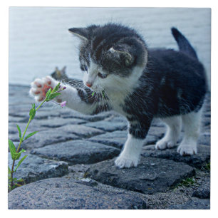 Gatinho mais fofo de todos com flor