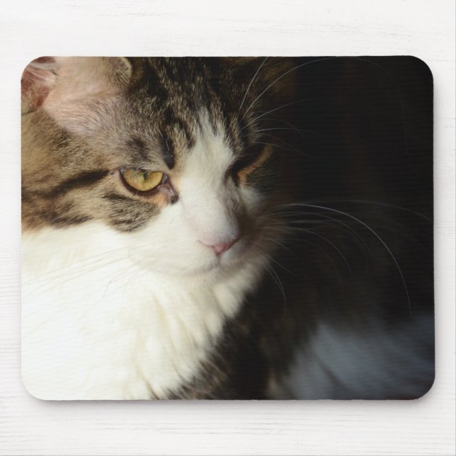 Gatinho Mousepad do racum de Maine (Frente)