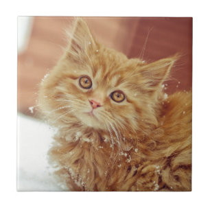 Gatinho na neve