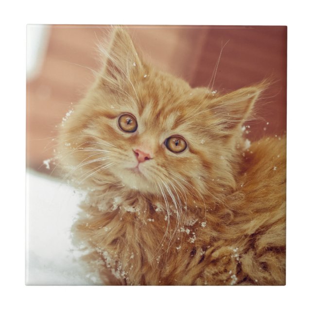 Gatinho na neve (Frente)