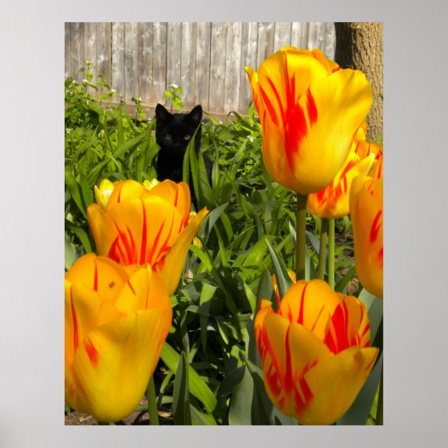 Gatinho Negro na Poster das Tulipas (Frente)