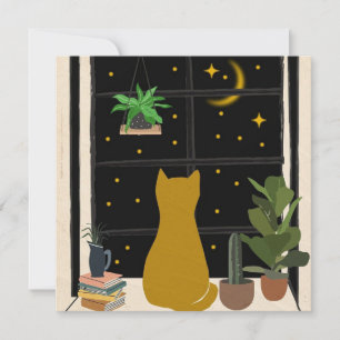 Gatinho noturno