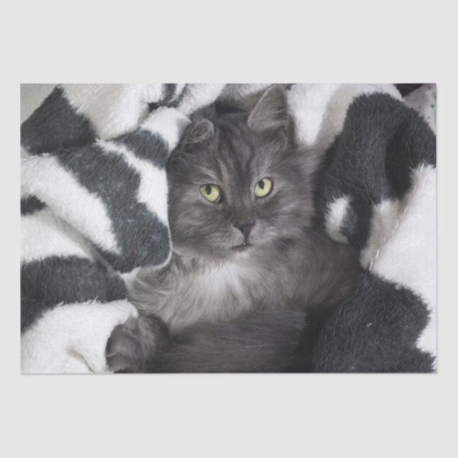 gatinho num papel de cobertura (Frente )