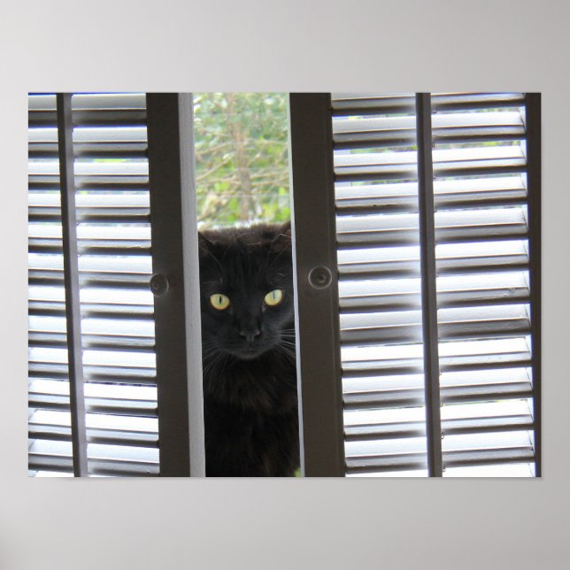 Gatinho Peek-a-Boo, Gato no Poster da janela (Frente)