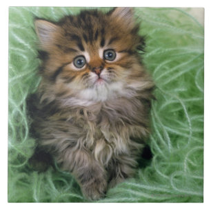 Gatinho persa