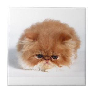 Gatinho persa irritado da bola do sopro