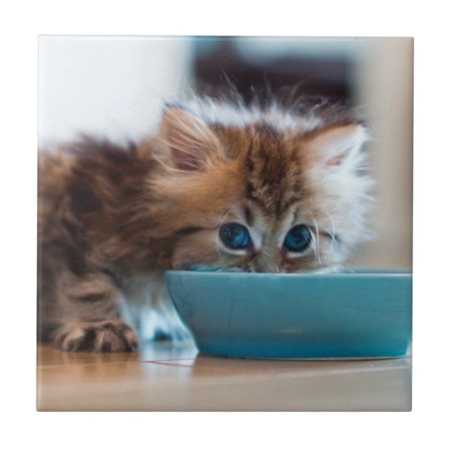 Gatinho persa novo (Frente)