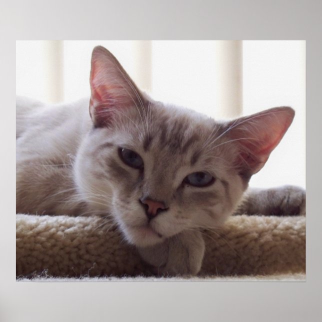 Gatinho preguiçoso, Poster de Gato Siamês Bengal F (Frente)