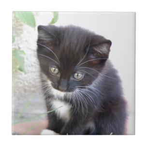 Gatinho preto e branco
