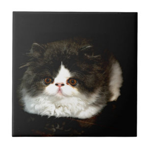 Gatinho Preto e Branco