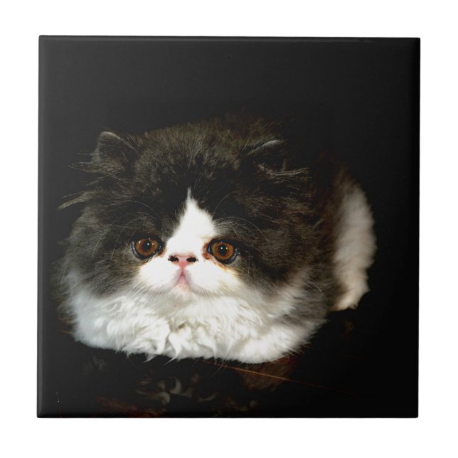 Gatinho Preto e Branco (Frente)