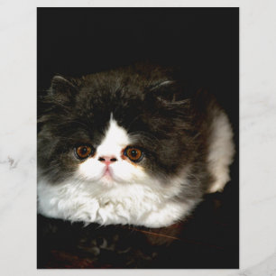 Gatinho preto e branco fofo gato animal de estimaç