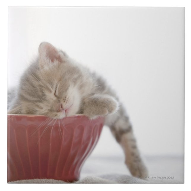 Gatinho que dorme na bacia (Frente)