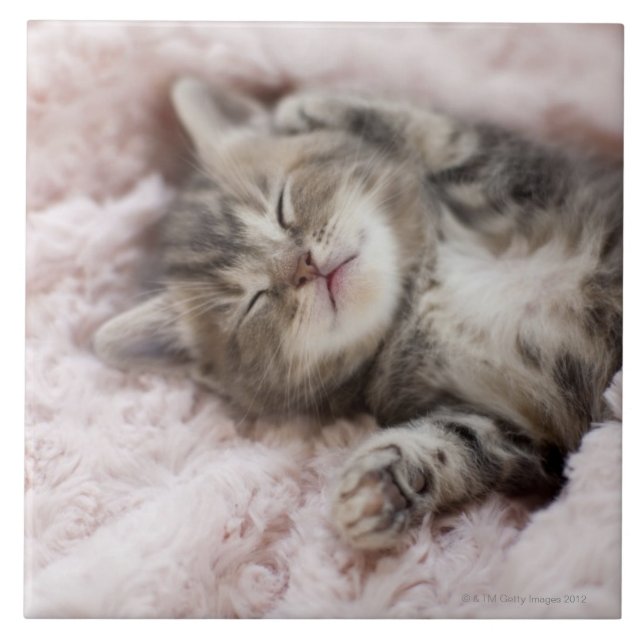 Gatinho que dorme na toalha (Frente)