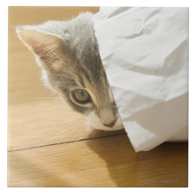 Gatinho que esconde no saco de papel (Frente)