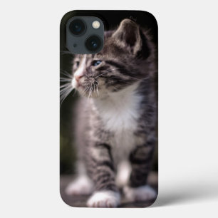 Gatinho que está alto