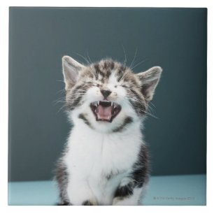 Gatinho que meowing