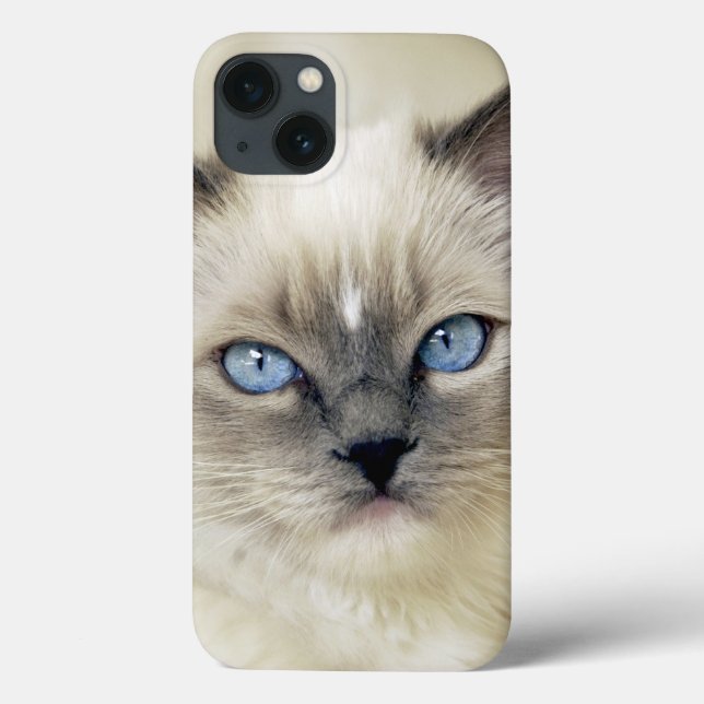 gatinho Ragdoll (Verso)