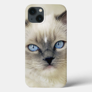Gatinho Ragdoll