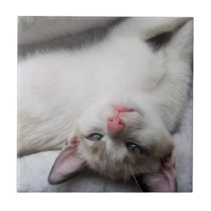Gatinho siamês doce com olhos azuis