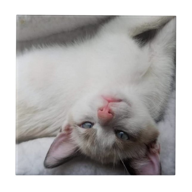 Gatinho siamês doce com olhos azuis (Frente)