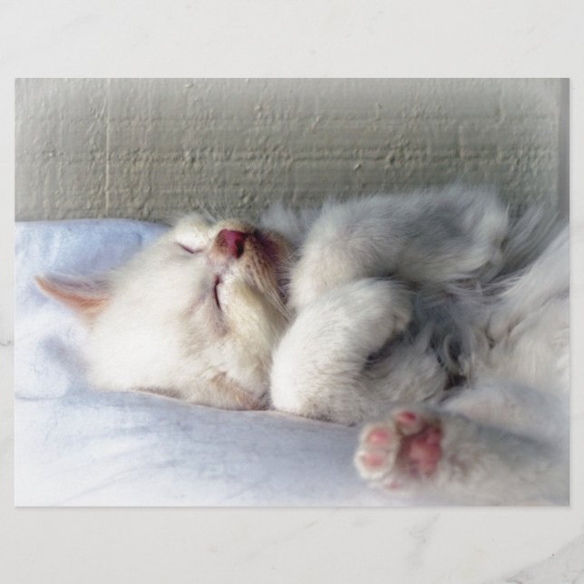 Gatinho Sonolento (Frente)