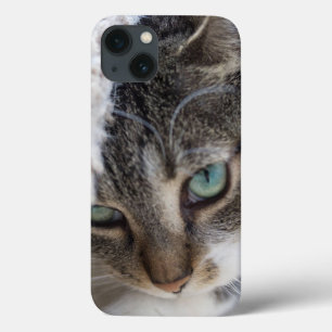 Gatinho sonolento